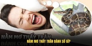 Nằm Mơ Thấy Trăn Đánh Số Gì Và Những Bí Ẩn Về Con Số Tài Lộc