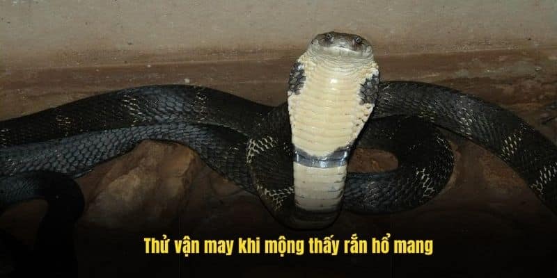 Thử vận may khi mộng thấy rắn hổ mang